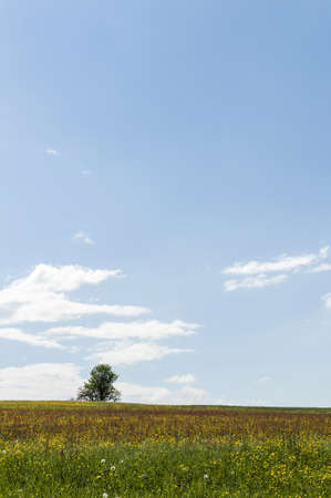 Meadow with flowers and a tree の写真素材