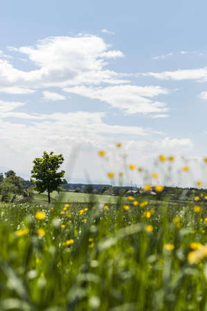 Meadow with flowers and blue skyの写真素材