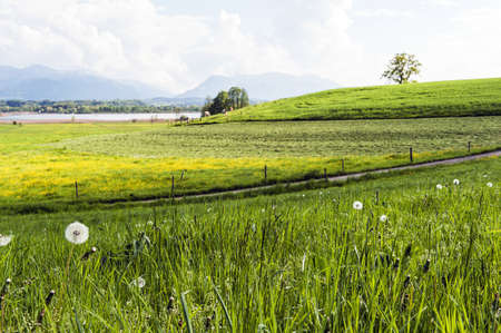 Panorama view over a green meadow and the lake chiemsee の写真素材