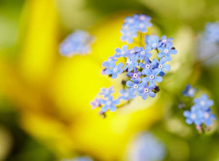 Blue flowers, yellow nature sunlight background with bokeh lights