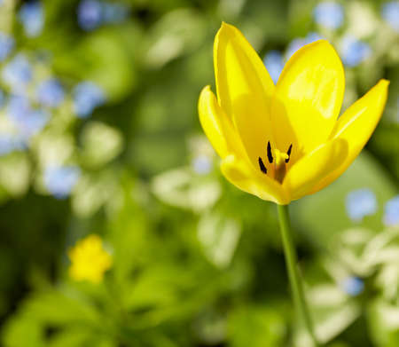Macro shot of the yellow tulip, nature backgroundの写真素材