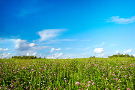 A beautiful summer field with meadow flowers. The blue sky with white clouds.