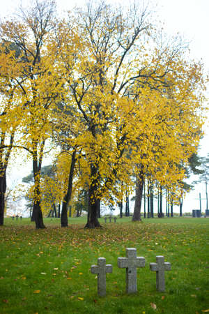 Three tombstone crosses and big tree with yellow leaves  Cemetery of German soldiers in Toila,...