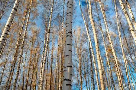 Birch trees illuminated by the sun at sunset の写真素材