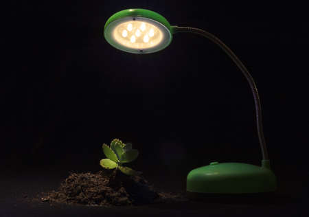 Young sprout and table lamp on a black backgroundの写真素材