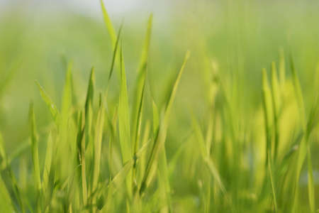 Very warm macro picture of green grass at sunsetの写真素材