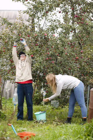 Father and daughter out collecting fresh apples in the orchard