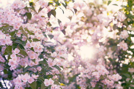 Beautiful blooming apple tree with bright sun flare among the branches  Instagram style color tonedの写真素材