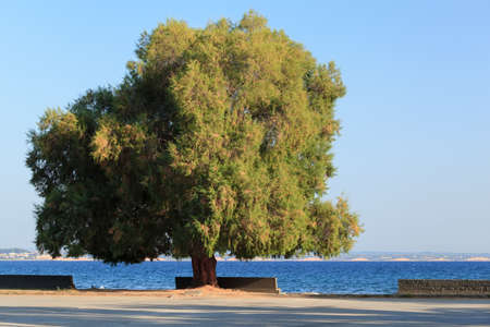 Scenic view of empty seafront with benches along it and huge green tree