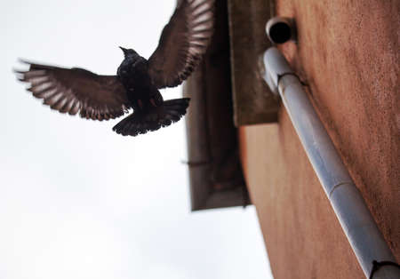 Low angle shot of flying bird showing wing spread by the wall with rainwater downpipe against sky backgroundの写真素材