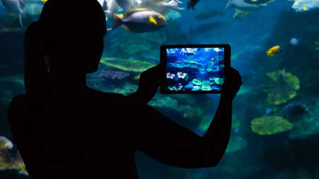 A black silhouette of a woman against a huge aquarium, taking a photo on her padの写真素材