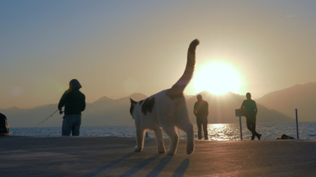 Fishermen and stray cat on the pier at sunsetのeditorial素材