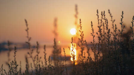 Golden sunset over water View through the grass in foregroundの写真素材
