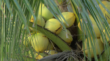 View of yellow green coconut in the bunch on coconut palm tree with huge leaves
