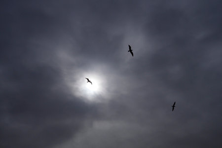 Three silhouetted seagulls fly across a cloudy sky with the sun shining through the clouds