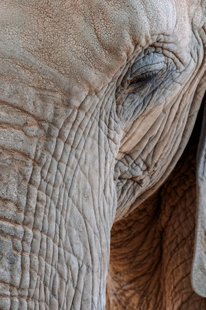 Close up of an elephants face highlighting the textured skin and eye with intricate wrinkles and...