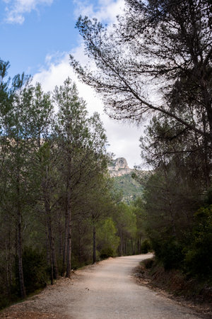 Dirt walking path winding through a lush pine forest with a rocky hill visible in the background under a partly cloudy skyの写真素材