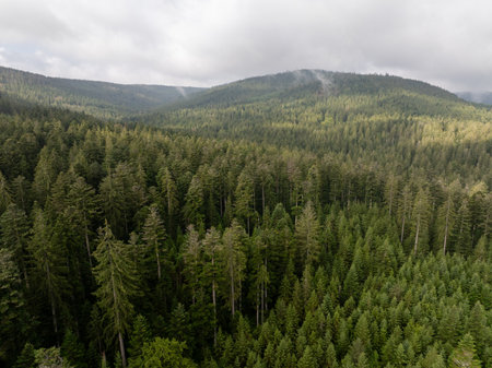 Aerial view of a dense evergreen forest covering the rolling hills of the Black forest region in...