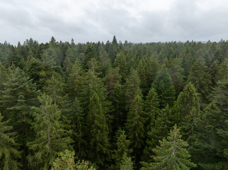 Aerial view of dense evergreen forest in Freudenstadt, Germany, creating tranquil and natural...