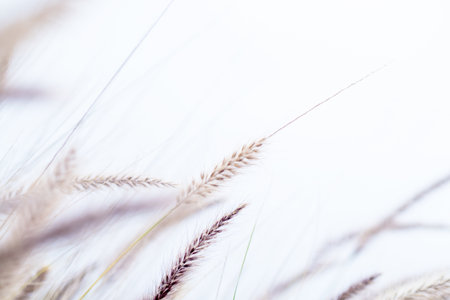Ornamental grass pennisetum alopecuroides swaying in the wind against a bright sky creates a peaceful and serene atmosphereの写真素材
