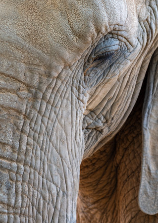 Detailed close up revealing elephants weathered skin, textured patterns, and soulful eye...