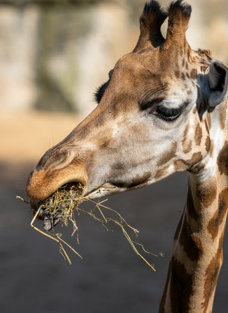 Close up of a giraffe eating hay, with its long neck and spotted coat visible in the backgroundの写真素材