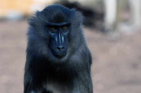 Close up view of a drill monkey, showcasing a serious and intense expression while observing surroundingsの写真素材