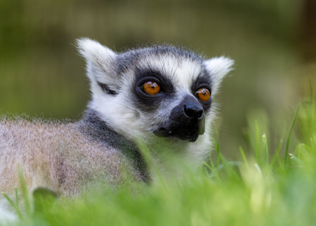 Close up of a ring tailed lemur resting in vibrant green grass, its orange eyes gazing into the distanceの写真素材