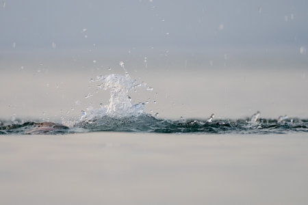 Powerful swimmer performing front crawl, generating dynamic water splashes during intense open water training session with sunlight reflecting on wavesの写真素材