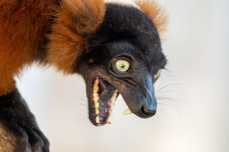 Expression of red ruffed lemur with open mouth and sharp teeth showing