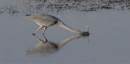 Great blue heron (Ardea herodias) wading in calm water and striking with splash, head under water, black and whiteの写真素材