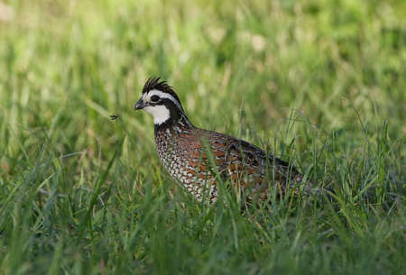 male northern bobwhite quail (Colinus virginianus) in grass with a love bug flying in front of its faceの素材 [FY310169334032]