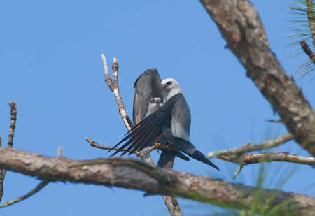 Mating pair of Mississippi kite birds (Ictinia mississippiensis) having coitus in a pine tree - male wrapping wings around female both red eyes glowing - grey and white feathers blue skyの写真素材