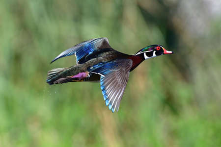 male wood duck drake (Aix sponsa) in flight showing beautiful red, blue, purple, green, chestnut  colors in central florida,  green bokeh backgroundの写真素材