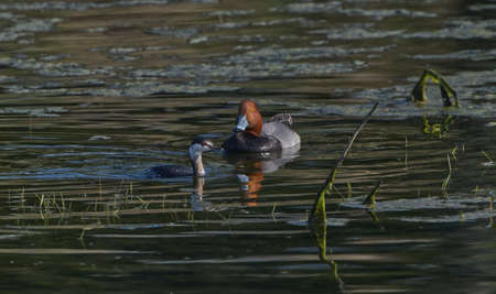 red head duck (Aythya americana) and horned grebe (Podiceps auritus cornutus) swimming together in Florida pond, feather detail on both birdsの写真素材