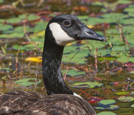 Canada Goose, Branta canadensis, floating in calm pond water with close up of head and green trees, lillypads blurred in backgroundの写真素材