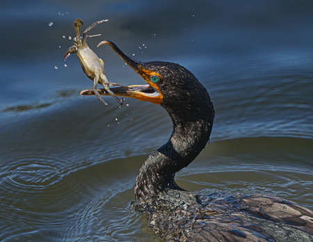 double crested cormorant (Phalacrocorax auritus) with aqua blue eyes, in water flipping a blue crab (Callinectes sapidus) belly side up,  with water splashing in airの素材 [FY310169527095]