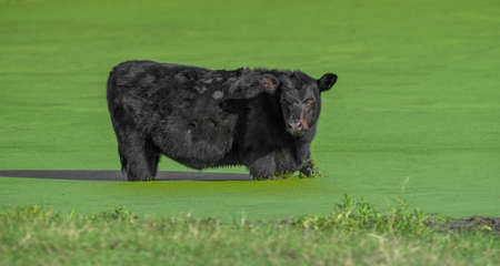 black Angus cow (Bos taurus) cooling off in shallow pond filled with giant duckweed (Spirodela polyrhiza), looking at cameraの写真素材
