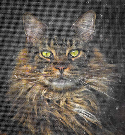 Domestic Mainecoon cat (Felis catus) sitting in window behind screen, staring outside with serious expression, yellow green eyes, rustic canvas appearance from screen, selective focusの写真素材