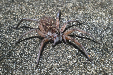 Female Hogna carolinensis, commonly known as the Carolina wolf spider on road with babies on her back or abdomen - legs spread missing front leg - Dunnellon Floridaの写真素材