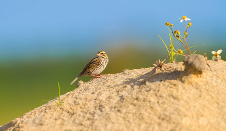 Savannah sparrow (Passerculus sandwichensis) on a sand dune with spanish needle (bidens alba) growing, looking behind itself, green tree and blue sky bokeh backgroundの写真素材