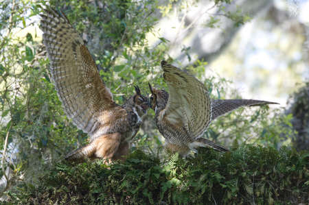 mated pair of adult great horned owls (Bubo virginianus) facing each other, flapping wings, in oak tree with resurrection fern (Pleopeltis polypodioides)の写真素材