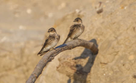 Northern Rough-winged Swallows (Stelgidopteryx serripennis) close-up profile view, perched on a branch displaying brown feather plumage with a blur sand background, selective focus on 2nd birdの写真素材