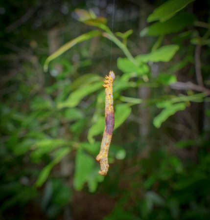 Geometer moth caterpillar on unknown species hanging from single strand of silk; oak tree blur...
