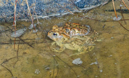 Male and female southern toads combined paired in amplexus at the edge of pond or puddle - clasping...