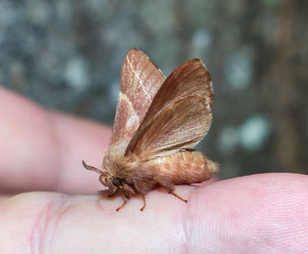 Eastern tent moth (Malacosoma americanum) on finger side view, wings up legs body and antennae...