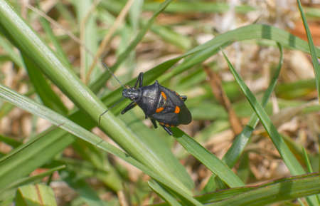 Florida Predatory Stink Bug - Euthyrhunchus floridanus aka Halloween Bug on Bahia grass - orange and...