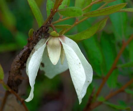 paw paw (Asimina obovata), bigflower pawpaw, custard apple white flower hanging down naturallyの写真素材