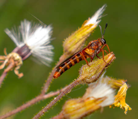 prolepsis tristis - species of robber fly (insects in the family Asilidae) on hawk weed. Orange and black stripes antennae up white yellow fluffy seed heads green back ground.の写真素材