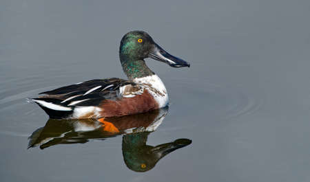 male northern shoveler drake (Spatula clypeata) with green iridescent head, orange eye, wide black bill, in smooth calm water with reflection, in great detail, showing lamellae on Billの写真素材
